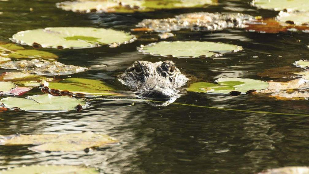 Kopf eines Krokodils schaut aus dem Wasser