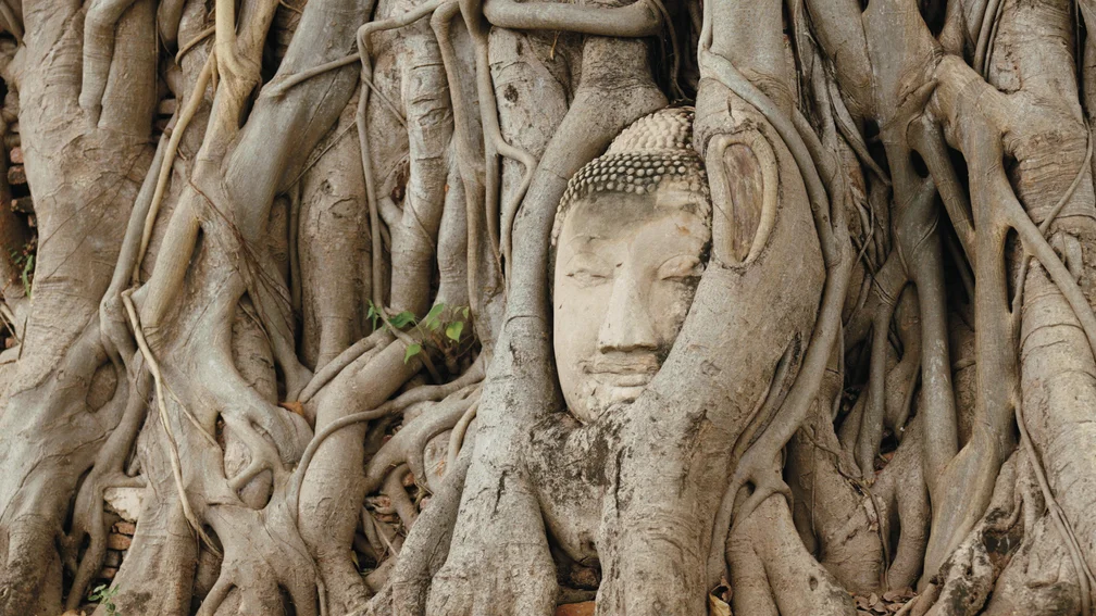 Buddha-Kopf in Baumwurzeln verwachsen