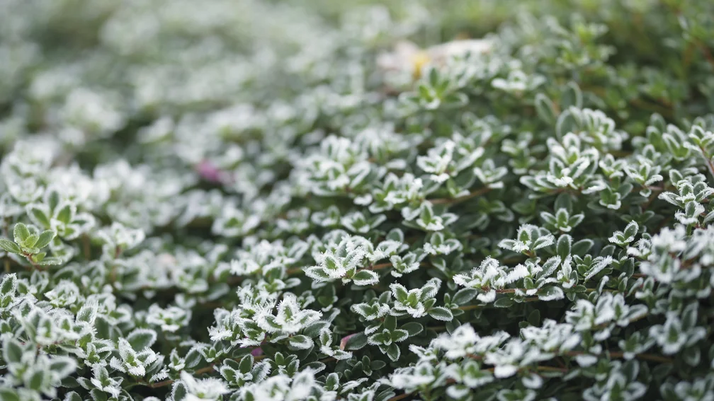 Thymian mit Raureif