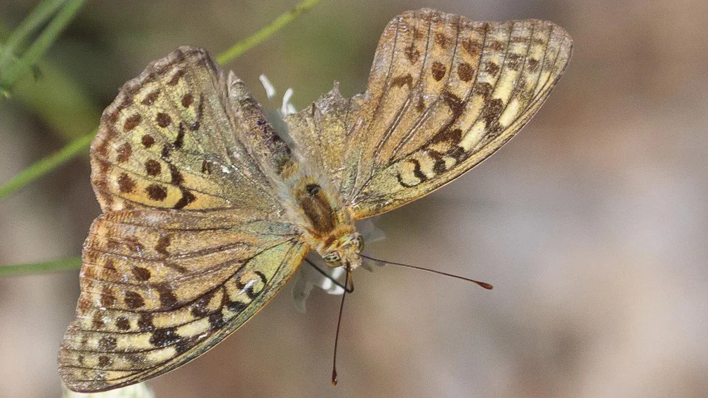 Schmetterling