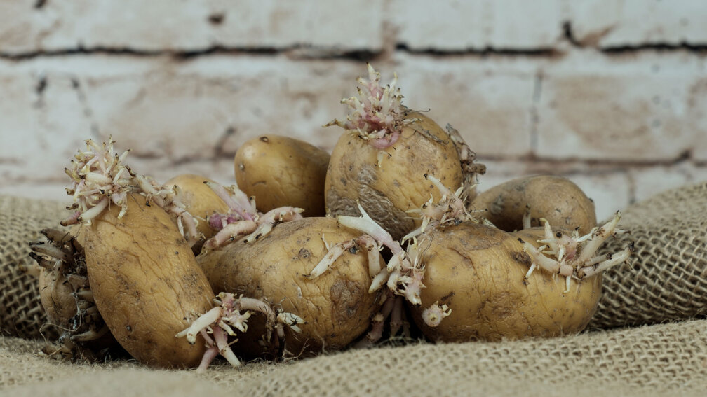 ältere und keimende Kartoffeln