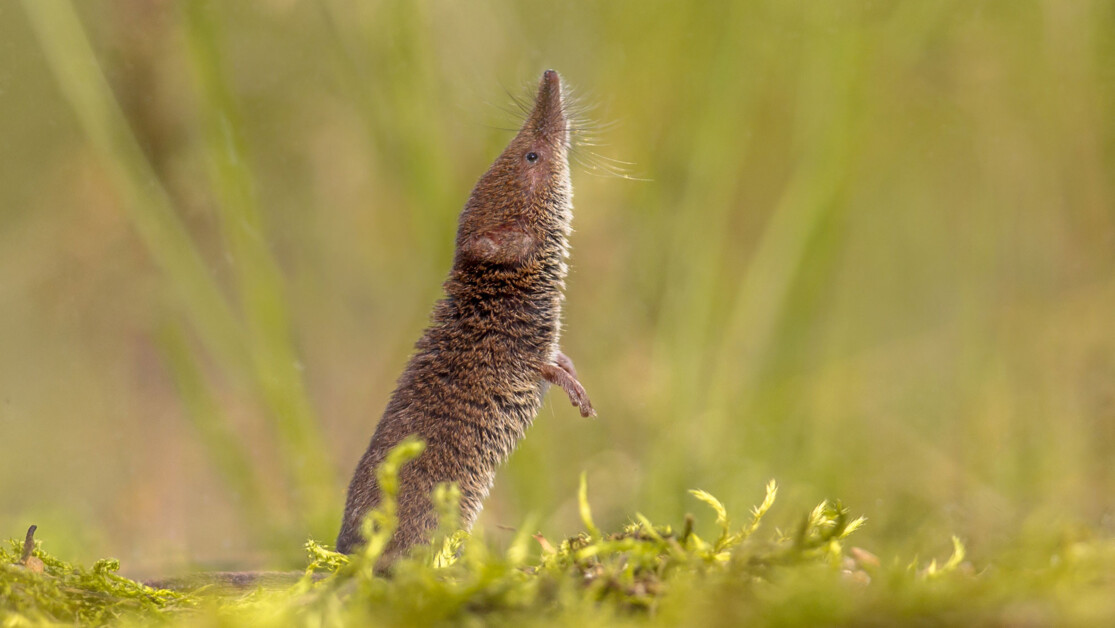 Bornavirus - | Risk of infection for humans too