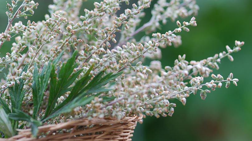 Mugwort - | possible helper for gastrointestinal | and gynecological ...