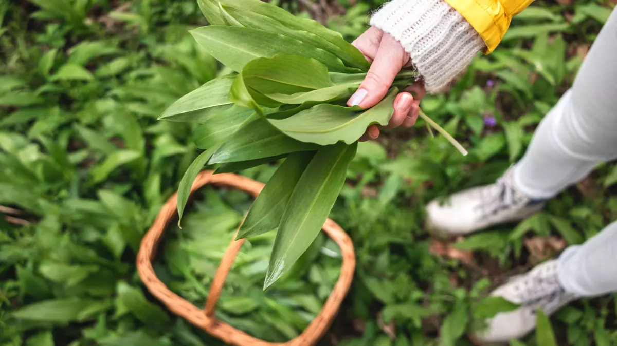 Verwechslungsgefahr mit Maiglöckchen und Herbstzeitlose: Bärlauch: Darauf sollte man beim ...