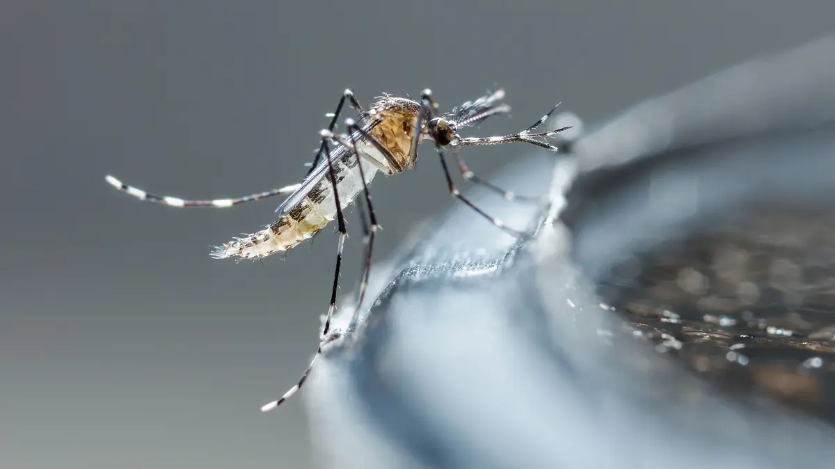 Stechmücke sitzt an Rand eines Wassertanks