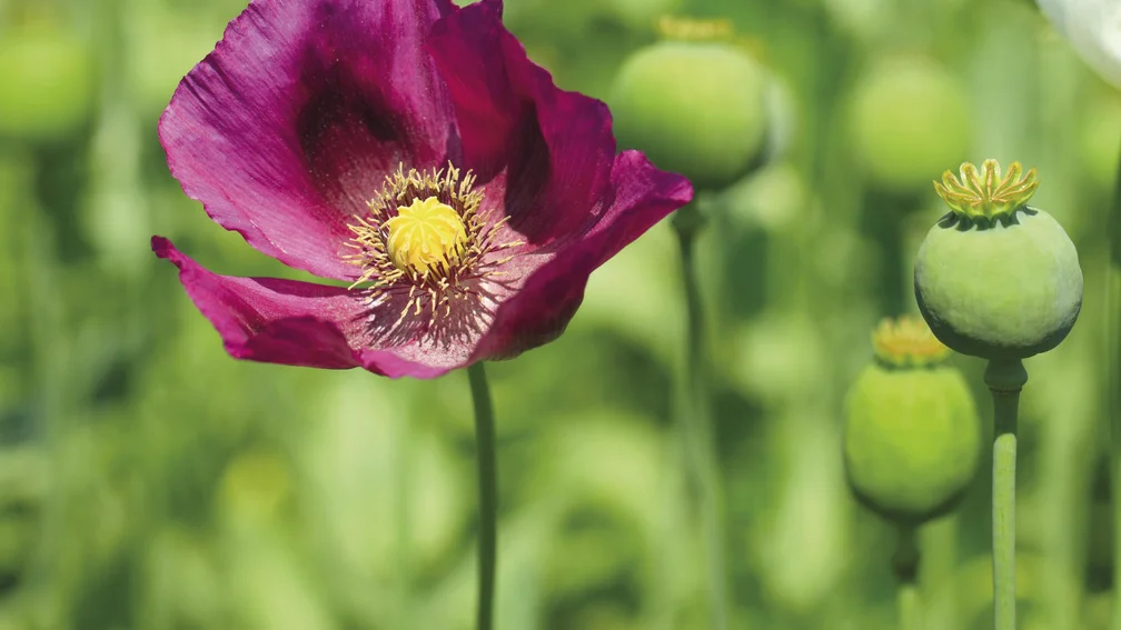 Mohnblume