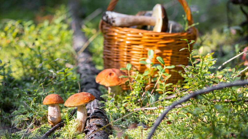 Wildpilze im Wald, gefüllter Korb mit Pilzen