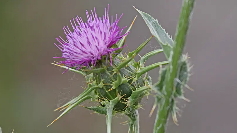 Nahaufnahme einer Mariendistel mit lilafarbener Blüte