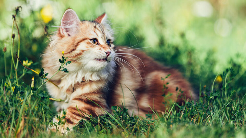 Vergiftungsgefahr bei Katzen  Sport in der Schwangerschaft