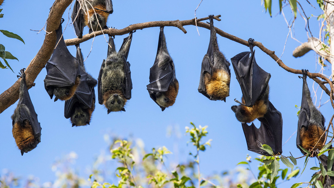 What exactly is the Nipah virus?