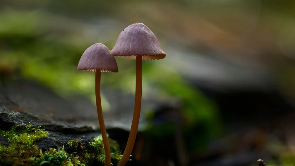 zwei Pilze stehen im Wald