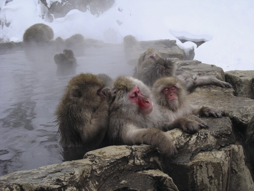 Läuse Ich glaub, mich laust der Affe PTAheute