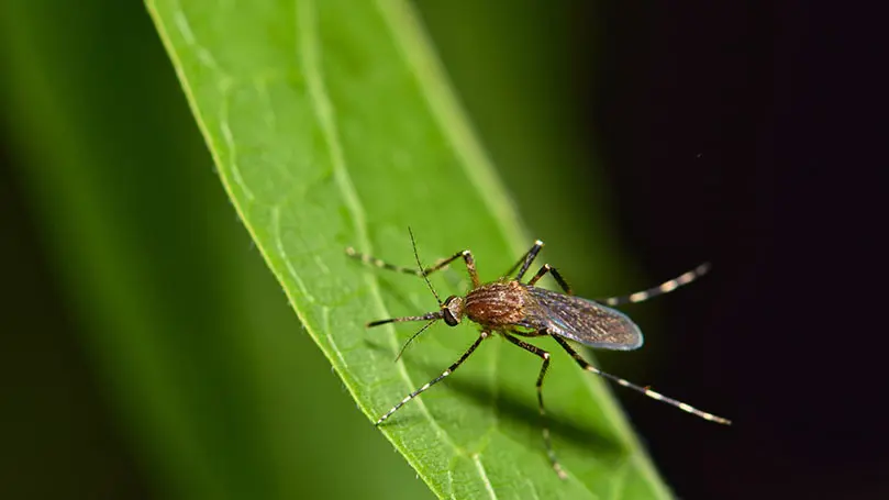 Nahaufnahme einer Stechmücke auf einem grünen Blatt