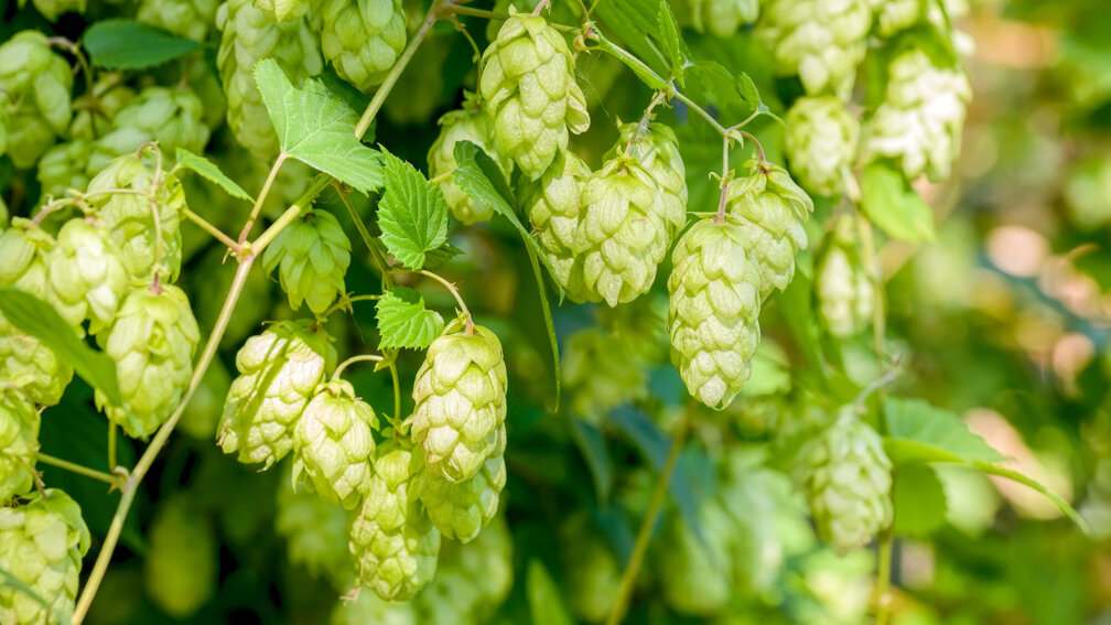 Hopfen-Pflanze
