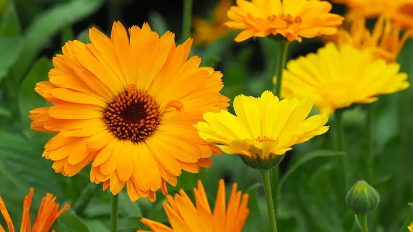 Nahaufnahme von Ringelblumen