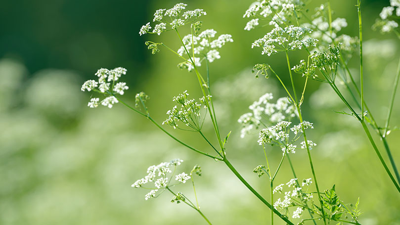 Anise - | for the respiratory tract and digestive tract