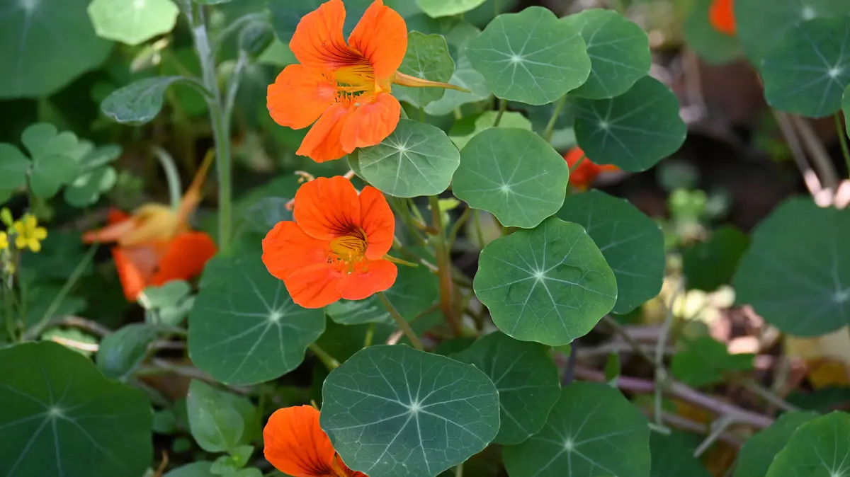 Große Kapuzinerkresse mit orangefarbenen Blüten