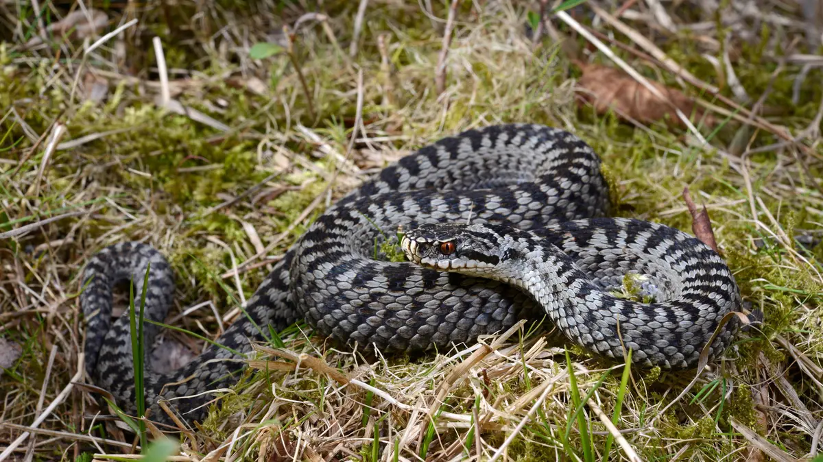 Kreuzotter auf einem Waldboden