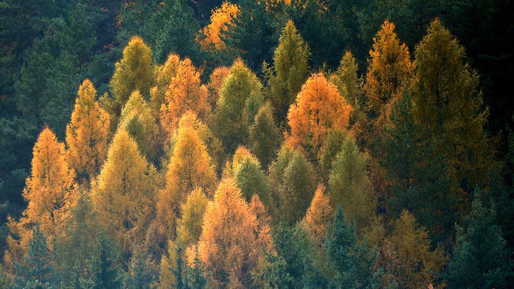 Lärchen mit gelben und grünen Nadeln