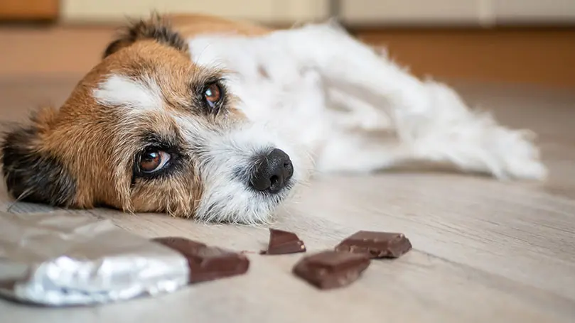 Hund liegt mit traurigem Blick auf dem Boden, vor ihm eine angebrochene Tafel Schokolade