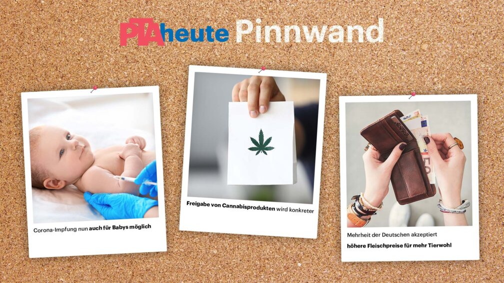 Pinnwand mit drei Bildern
