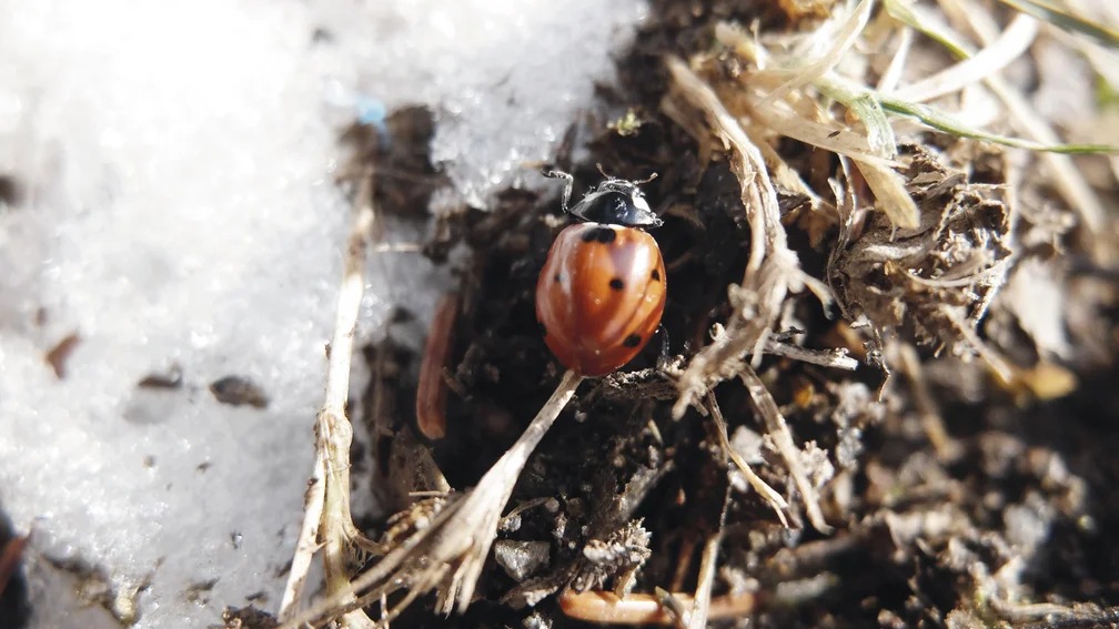 Marienkäfer