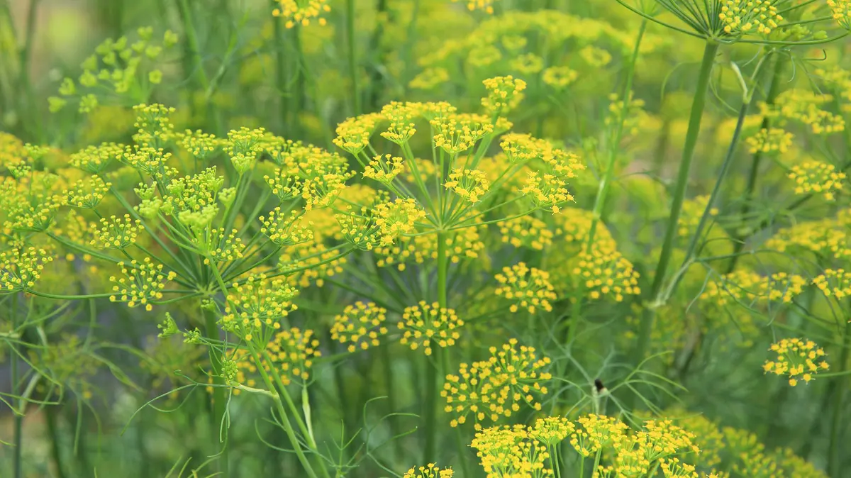 Fenchel mit gelben Blüten