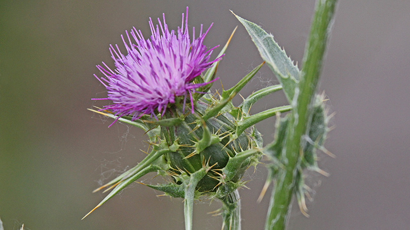 Milk thistle - | good for stomach, intestines and liver