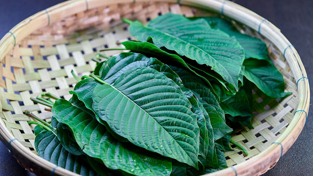 Blätter des Kratombaums in einer Bambusschalte