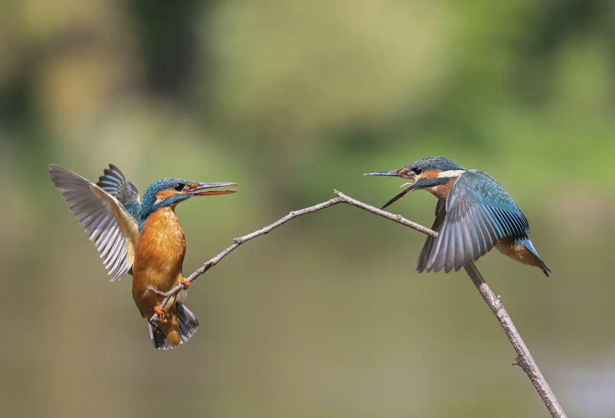 Zwei Kolibris gegenüber auf einem Ast mit offenen Schnäbeln