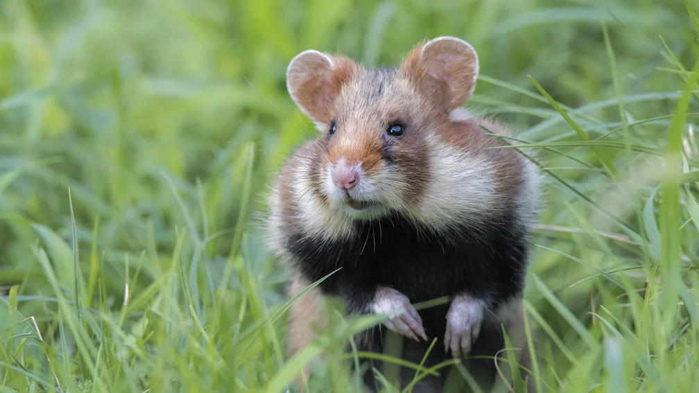 Hamster im Gras