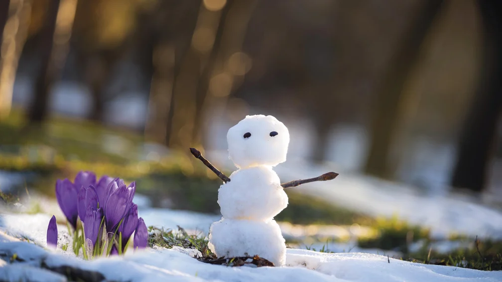 Kleiner Schneemann neben Krokussen