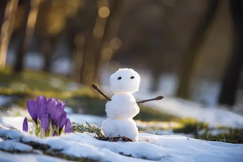 Kleiner Schneemann neben Krokussen