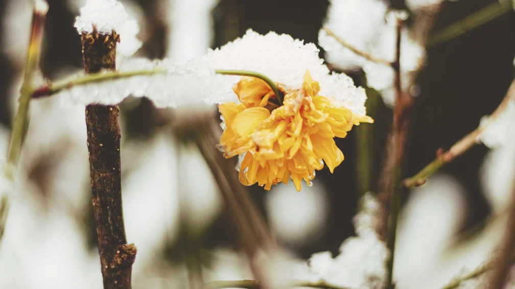Schneebedeckte gelbe Blume