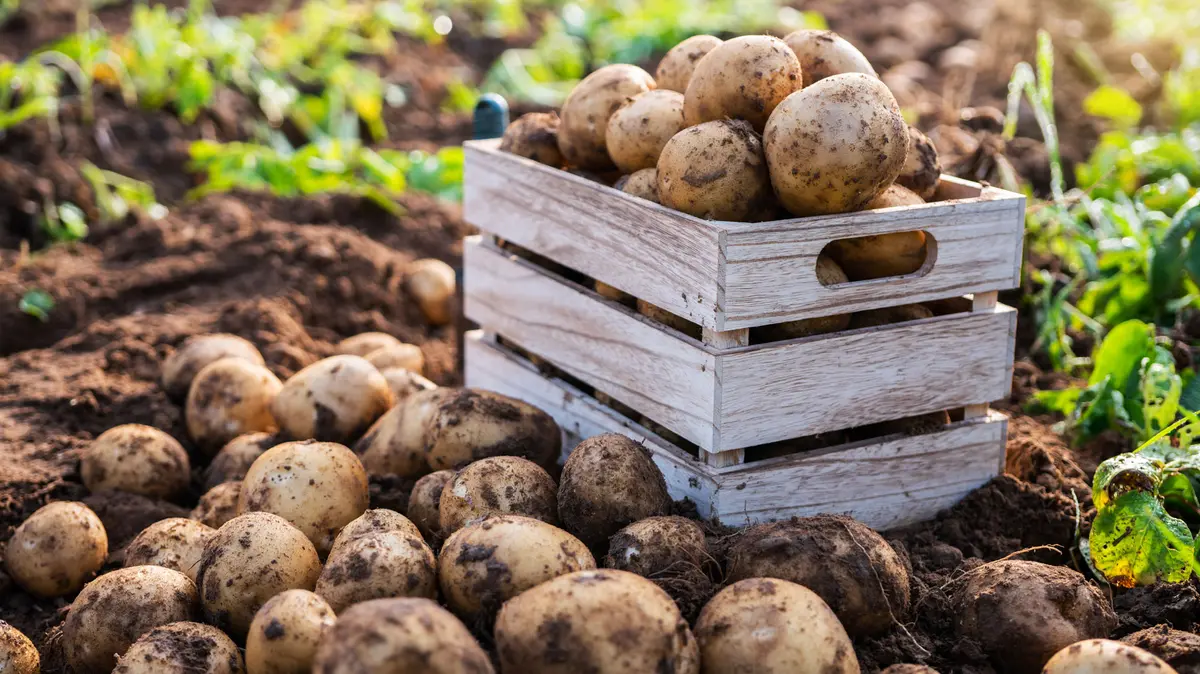 firsche Kartoffeln auf einem Feld, ein Teil liegt in einer Holzkiste und der andere Teile davor in der Erde