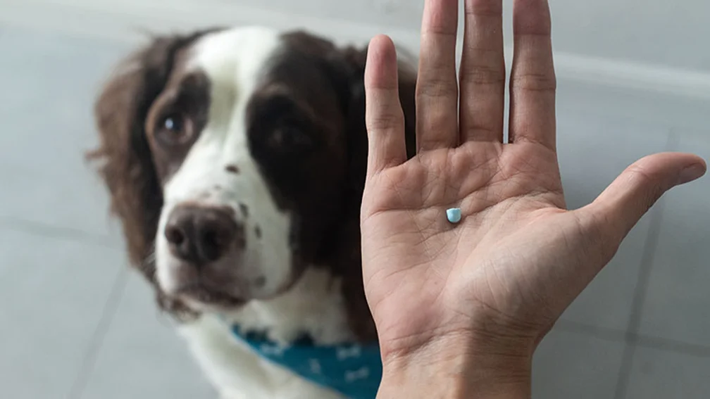 Selektiver Fokus eines Hundes und einer Hand mit einer Schilddrüsenpille für einen Springer Spaniel